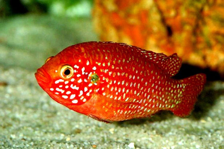 Juwelcichlide (Hemichromis lifalili)